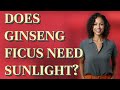 Does ginseng ficus need sunlight?