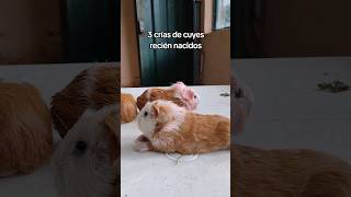 3 crías de cuyes recién nacidos #short #shorts #shortsanimals #cuy #cuys #cuyes #cuyo #cuyos #guinea