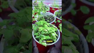 &quot;How to Grow Mint (Podina) Forever in a Small Pot 🌱 | Unlimited Mint Supply&quot;