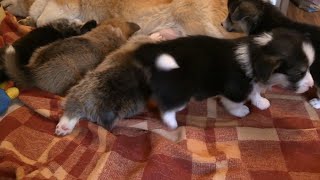 Watch a mother dog breastfeeding it babies