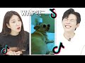 Koreans React to the BEST Animal TikToks!!