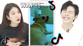 Koreans React to the BEST Animal TikToks!!