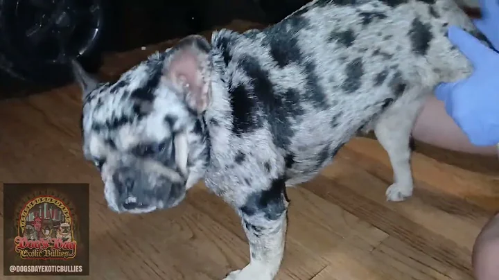 Watch the video about OREO X LEFAWN JAMES French Bulldog Breeding and Sphynx Kitten Update 😻 4 days old