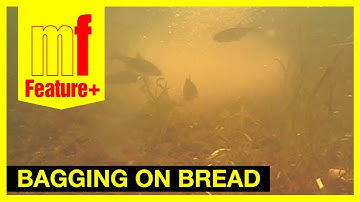 Bagging on bread – Rob Hewison catching roach on the River Great Ouse plus underwater footage.