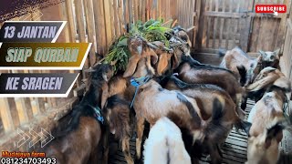 13 jantan siap qurban warna jrabang harga 1850rb menuju ke Sragen, Jawa tengah || mudajayafarm