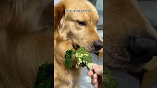 Why do dogs hate vegetables so much? #funny #dog #funnydogs #funnyvideo #usa
