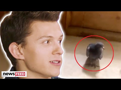 Tom Holland STALKED By Will Smith Pigeon