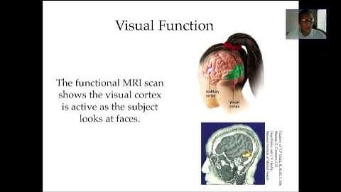 Cerebral Cortex (The Brain-Part 3)