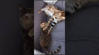 f2 Savannah cat Caesar with his Serval friend 😍 by LovelySavannah Cats & Nebulosa Bengals 154 views 2 months ago 1 minute, 34 seconds