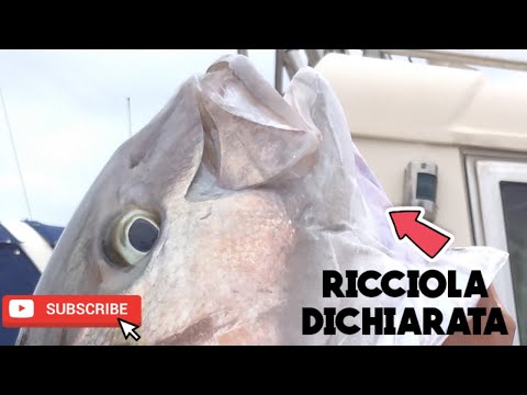 Traina con il vivo alla ricciola
