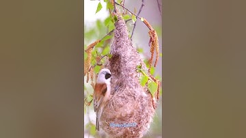Birds Skill of Making Nest