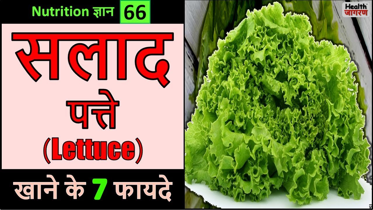 सलाद पत्ते खाने के 7 गजब के फायदे Health Benefits of Lettuce HEALTH