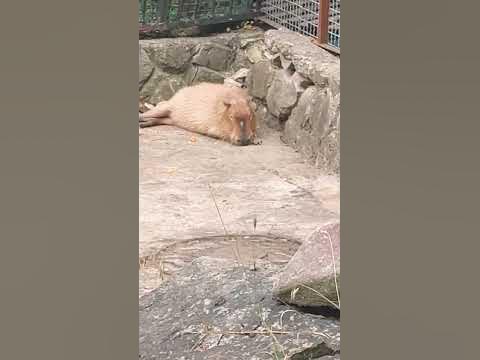 Две капибары - YouTube