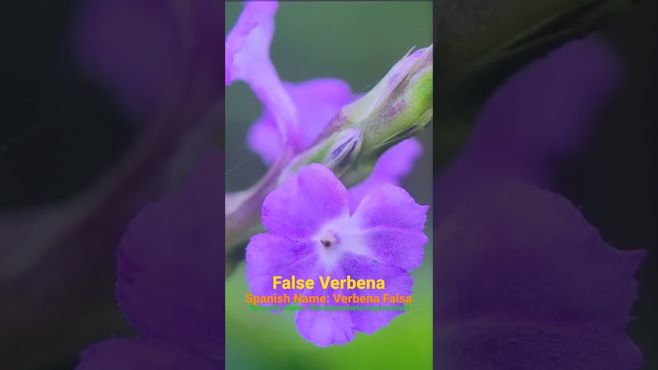 False Verbena Verbena Falsa Tropical Plant YouTube false-verbena-verbena-falsa-tropical-plant-youtube