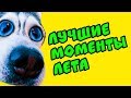 ЛУЧШИЕ МОМЕНТЫ ЛЕТА!! (Хаски Бандит) Говорящая собака