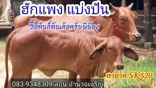 เปิดราคาวัวหน้าคอกวันนี้ 2ก.ย.64 วัวงามน่าเลี้ยง ทายาทSK520ทันก็ทัน ครับ 083-9348309 ลอน