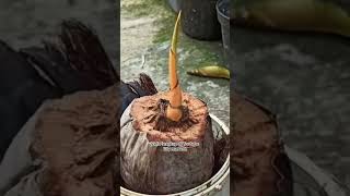 easy way to make a coconut bonsai water medi.  #shortvideo #coconutbonsai #bonsaikelapa
