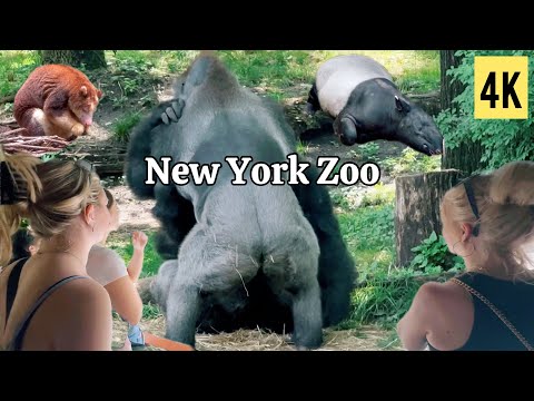 Video: Descrierea și fotografiile Grădinii Zoologice din Bronx - SUA: New York