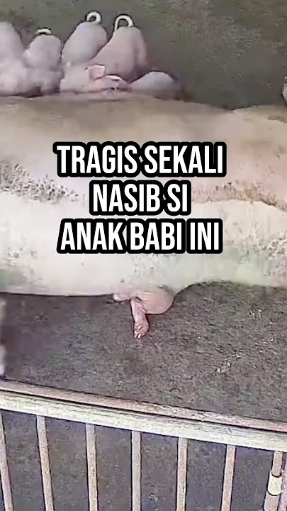 Anak babi menangis histeris minta tolong