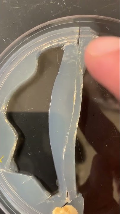 Slime mold maze - YouTube