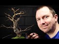 Pruning & Styling My Cork Bark Chinese Elm Bonsai