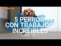 🐕 🔥 5 PERROS CON TRABAJOS INCREIBLES 🚧🐕