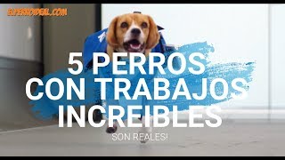 🐕 🔥 5 PERROS CON TRABAJOS INCREIBLES 🚧🐕