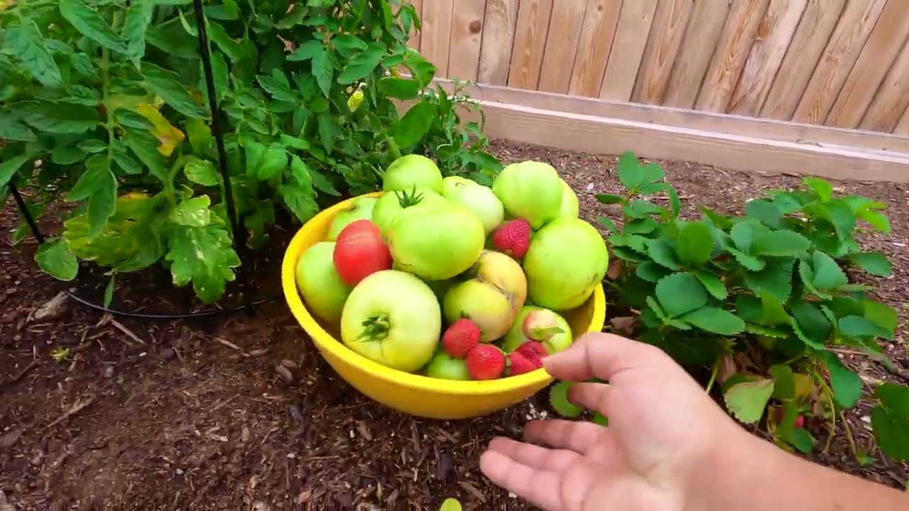 april-2022-harvest-growing-tomatoes-in-central-texas-zone-8b-youtube