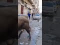 شاهد ما فعله هذا ثور هارب في وهران