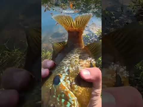 An Other Trophy Swims Away #taggedout #fishing #bluegill #bluegillfish #bluegillfishing #bluegills