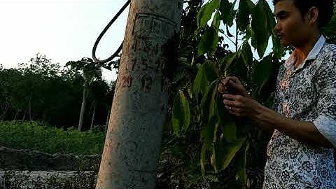 Hải Ròm Vlog |Thử Bắt ong Mật Trong Cột Điện Và Cái Kết