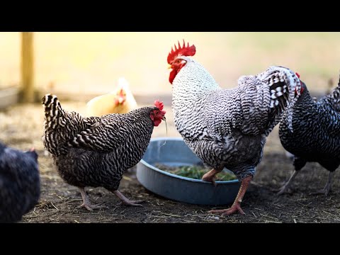 Video: Hur mycket piperazin ska jag ge kycklingar?