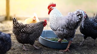 How Much Should You Feed Chickens Daily?