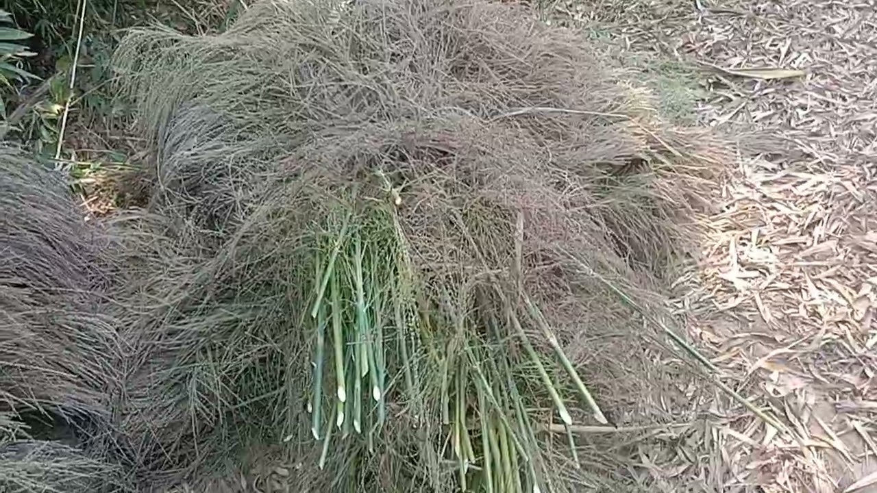 2 มีนาคม ค.ศ. 2026