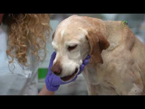 Video: Cómo Realizar La Maniobra De Heimlich Para Perros Si Tu Perro Se Está Ahogando