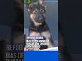 Más de 200 animales buscan una segunda oportunidad