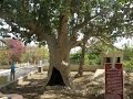 The Sycamore Tree of Zacchaeus in Jericho - Watch the video to see the original tree The Sycamore Tree of Zacchaeus in Jericho - Watch the video to see the original tree