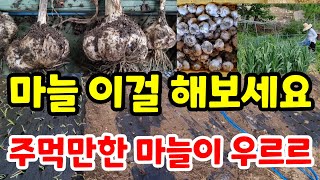 마늘재배 새로운방법으로 심어보았더니 대왕 마늘이 우르르 마늘심는시기 마늘밭만들기 마늘병해충 마늘보온방법 마늘수분관리 마늘심는방법 마늘밭멀칭#친환경#주말농장#귀농#건강#시골