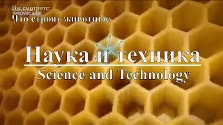 Наука И Техника: Что Строят Животные | Science And Technology: What Animals Are Building. Discovery