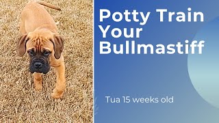 Potty train your puppy (Bullmastiff)