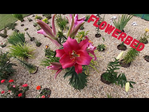 Video: Graži Gėlių Lova Savo Rankomis