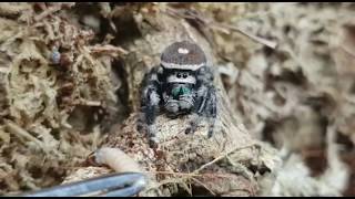 Feeding Video ft Jumping Spiders!