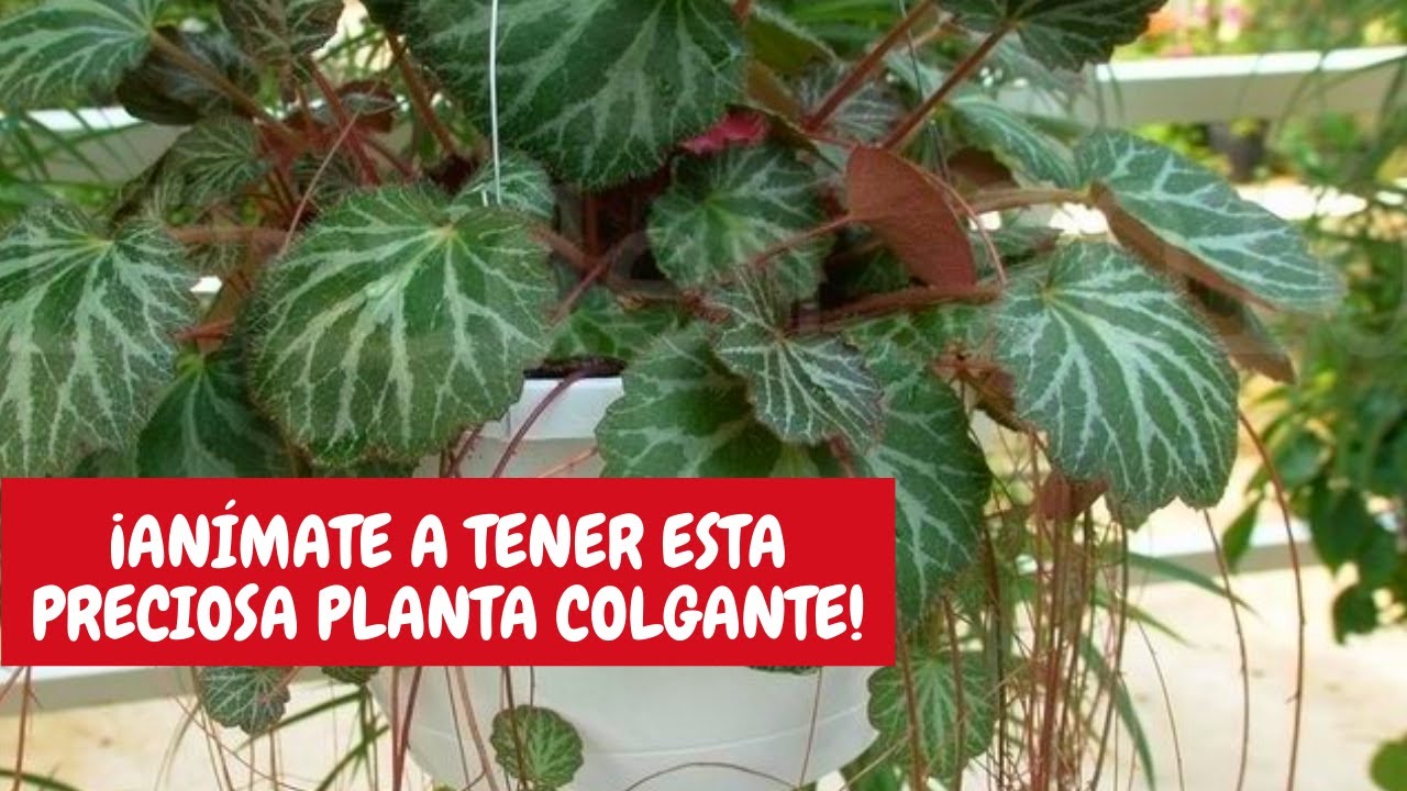 Begonia de fresa: cuidados básicos en casa | ¡Una planta colgante fuera de  lo común! - YouTube