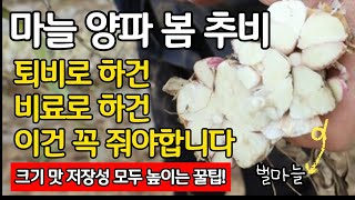 마늘 양파 추비 방법 - 퇴비를 하건 비료를 하건 이건 꼭 줘야 합니다