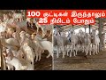 25 நிமிடத்தில் 100 குட்டிகளுக்கு பாலூட்டும் நேரலை