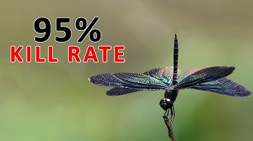 Dragonflies: The 95% Kill Rate of Earth