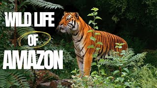Wildlife of Amazon 4K - Animals That Call The Jungle Home | Amazon Rainforest | Relaxation Film