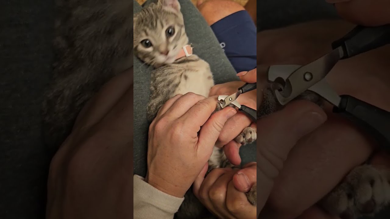 How To Trim Your Kitten S Nails Safely And Gently