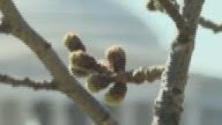 DC cherry blossom officials eye weekend cold weather