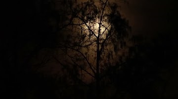 Time-lapse moon seen through tree branch stock video footage